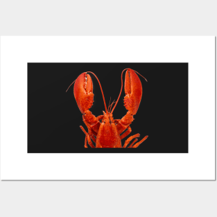 Atlantic Lobster 2 Posters and Art